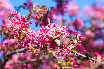 apple blossoms