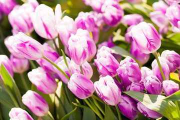 Fototapeta premium pink tulip with bokeh