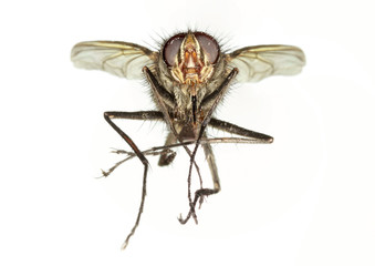A Close Up Shot of a Horse Fly