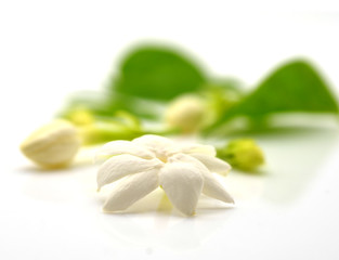 Jasmine flower