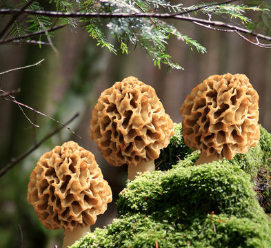 Morilles
