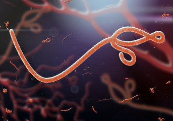 Microscopic view of the ebola virus - obrazy, fototapety, plakaty