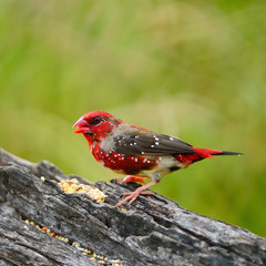 juvenile male Red Avadavat
