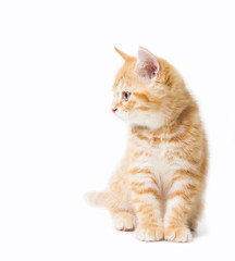 Littler Ginger british shorthair over white background