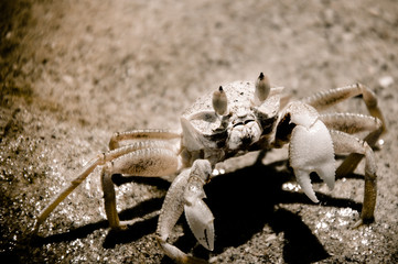 Closeup of Crab digging a hole in the sand