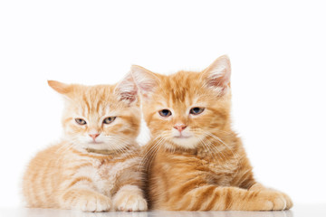 Fototapeta na wymiar Two little Ginger british shorthair cats over white background