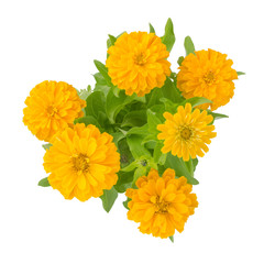 Blooming zinnias isolated on white background
