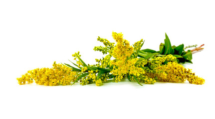 Solidago canadensis or Canada golden-rod or Canada goldenrod © Pavel Parmenov