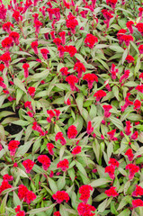 Red Celosia or Wool flowers or Cockscomb flower