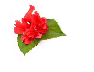 red hibiscus flower