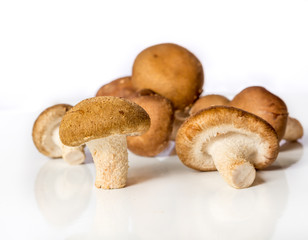 mushrooms on white background