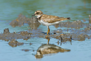 Portrait of Little Ringed Plover (Charadrius dubius) in nature