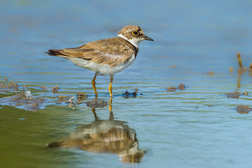 Little Ringed Plover (Charadrius dubius) in nature of Thailand