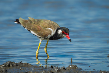 Vanellus indicus (red-wattled lapwing) finding some food
