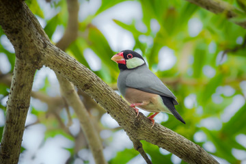 Java sparrow, Java finch(Lonchura oryzivora) in nature Thailand