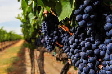 Bunches of wine grapes growning in vineyard