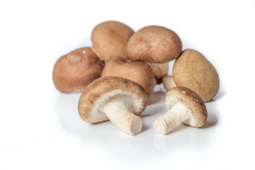 mushrooms on white background