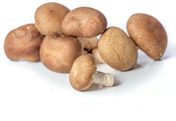 mushrooms on white background