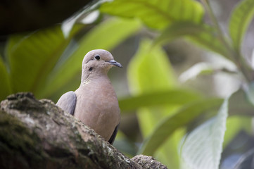 Pompa avoante