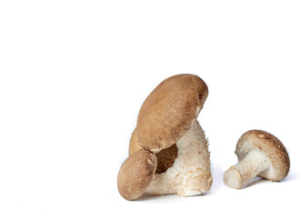 mushrooms on white background