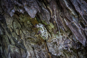 Wasps in the nest