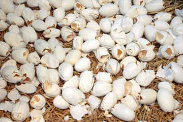 Many crocodile eggshell