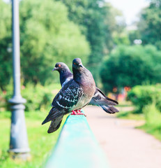 Two pigeons in the park