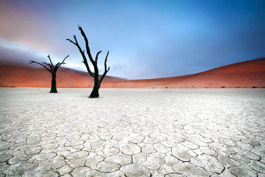 Deadvlei Trees © 2630ben