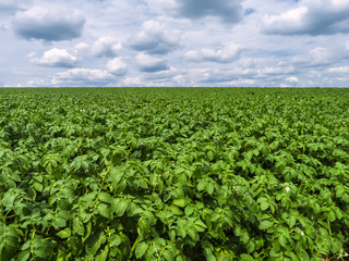 Fototapeta na wymiar Potato Field