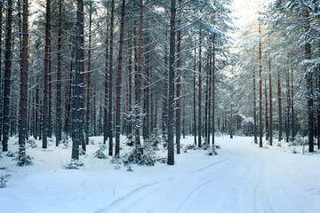 pine forest, winter, snow