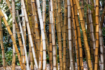 Closeup of Dry Bamboo Patterns and Textures