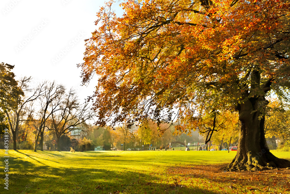 Wall mural autumn landscape.