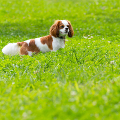 Cavalier King Charles Spaniel © Silvano Rebai