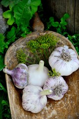 Violet  spring garlic rustic style