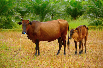 Cow mother with baby calf