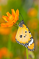 plain tiger butterfly on yellow flower