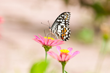 Fototapeta na wymiar lime butterfly on flower close up