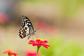 Obraz na płótnie Canvas lime butterfly on flower close up