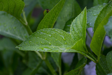 rainy plants background