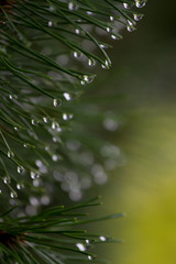 rainy plants background