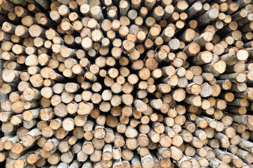 Wood  background have  cut from big tree and small tree