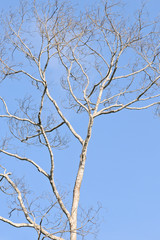Dry tree branches on blue sky