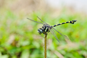 green black dragonfly on nature background