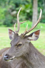 deer on nature background , thailand