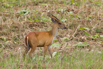 Barking deer in nature