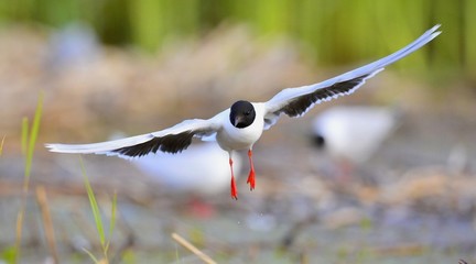 the front of Black-headed Gull (Larus ridibundus) flying
