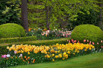 Tulips and narcissus in the park.