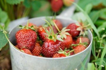 Strawberries in an old metal pot
