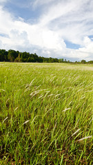 field of cogon grass with beautiful cloud