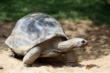 Aldabra giant tortoise, Aldabrachelys gigantea